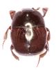 Saprinus furvus